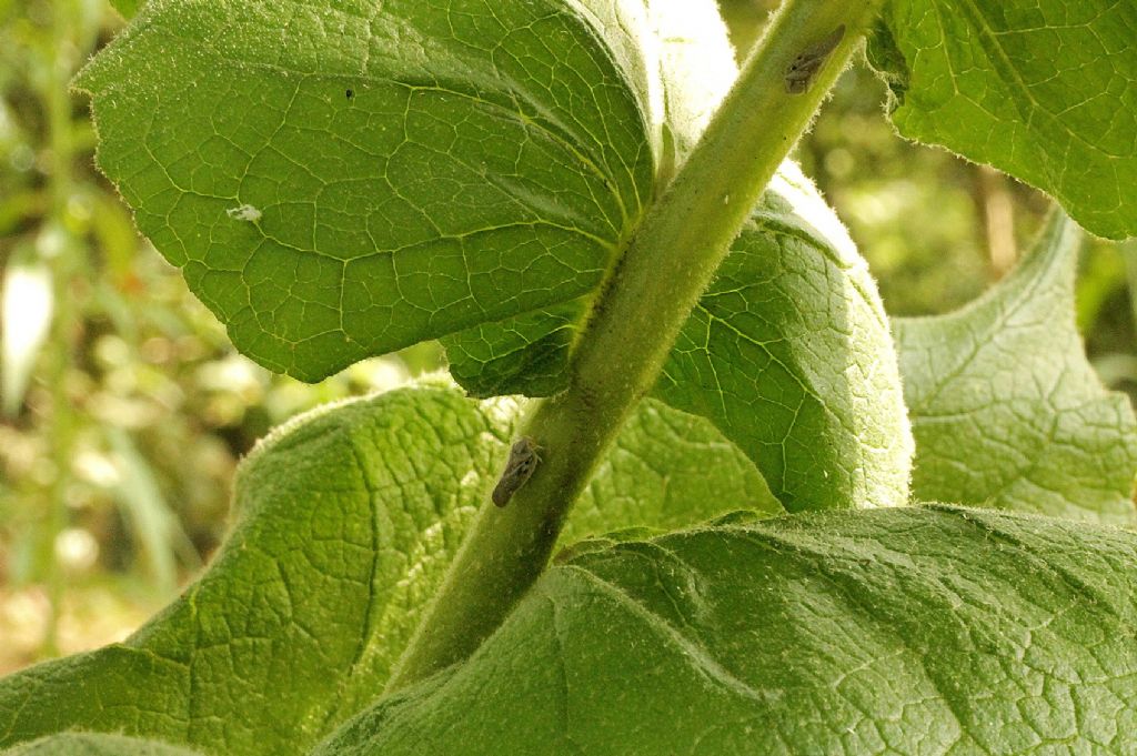 Verbascum phlomoides / Verbasco barbastio